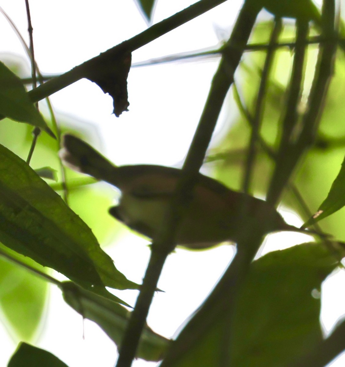 Long-billed Gnatwren - ML617625871