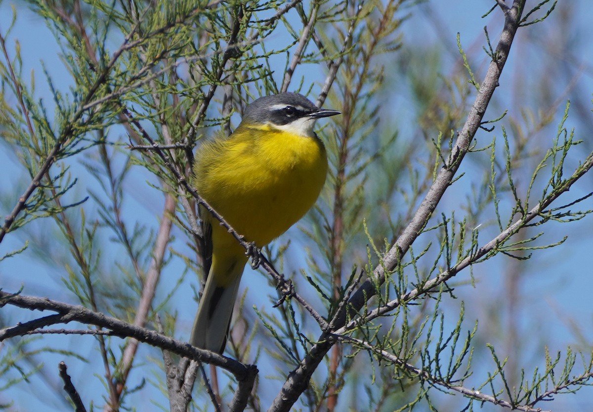 Western Yellow Wagtail - ML617625874