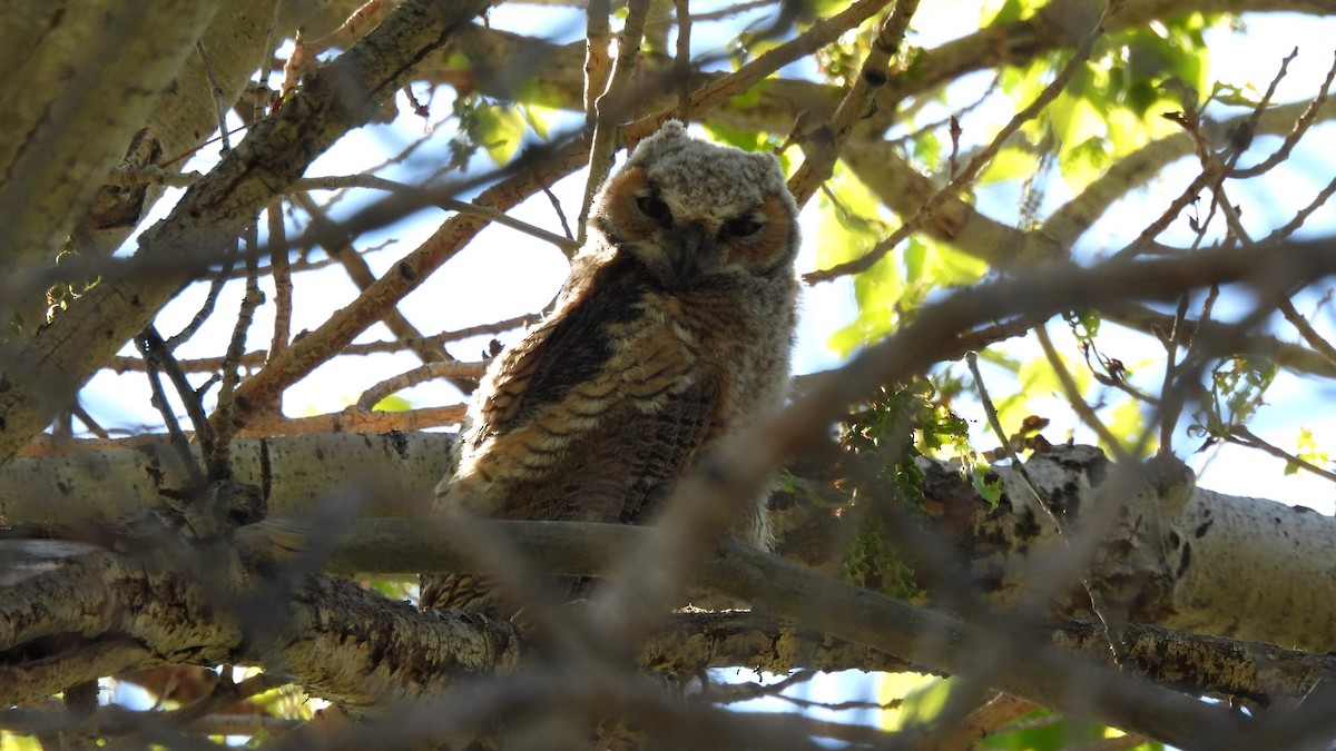 Great Horned Owl - ML617625881