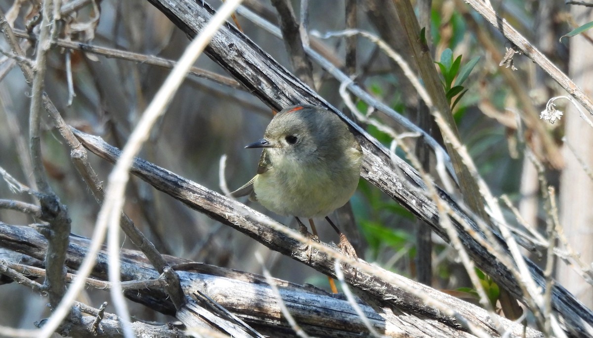 Ruby-crowned Kinglet - ML617625908