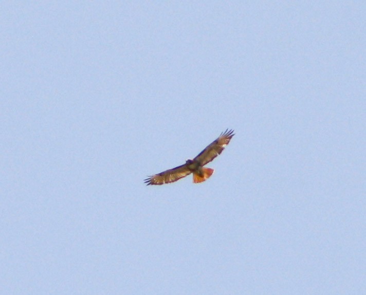 Red-tailed Hawk - ML617625919
