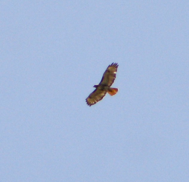 Red-tailed Hawk - ML617625920