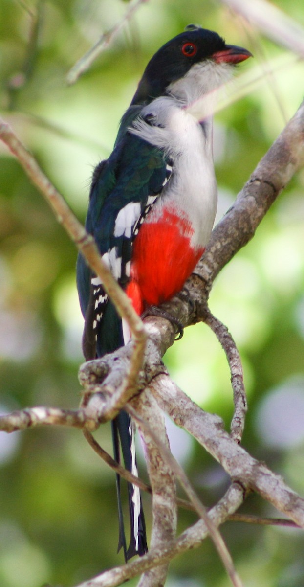 Cuban Trogon - Serguei Alexander López Perez