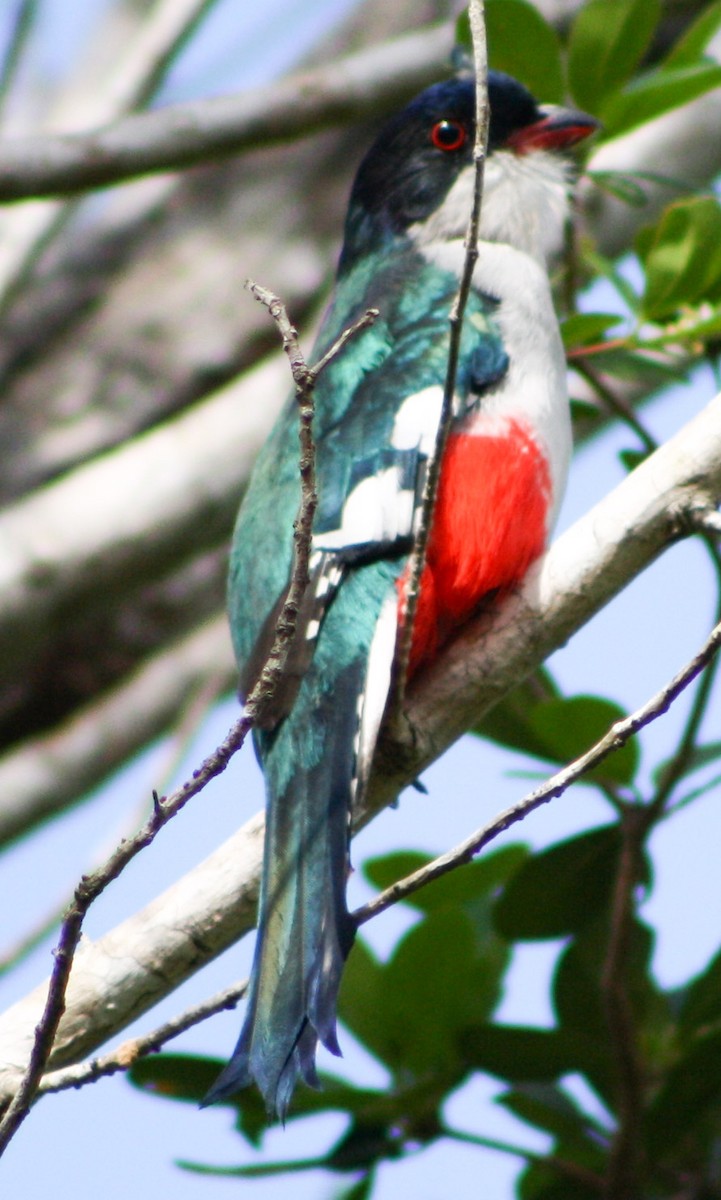 trogon kubánský - ML617625950