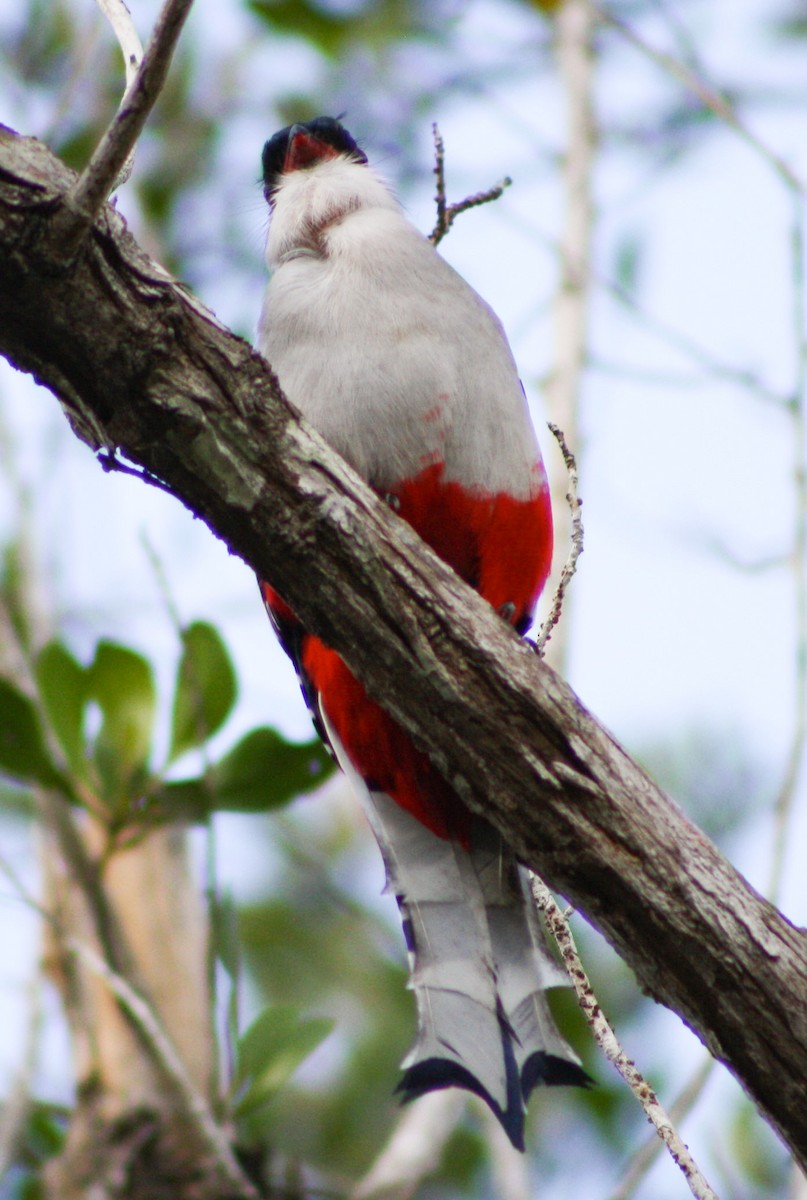 trogon kubánský - ML617625951