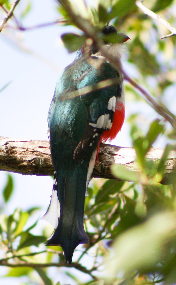 trogon kubánský - ML617625952