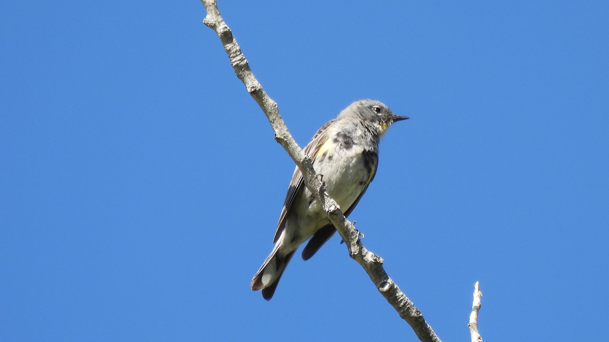 lesňáček žlutoskvrnný - ML617625955