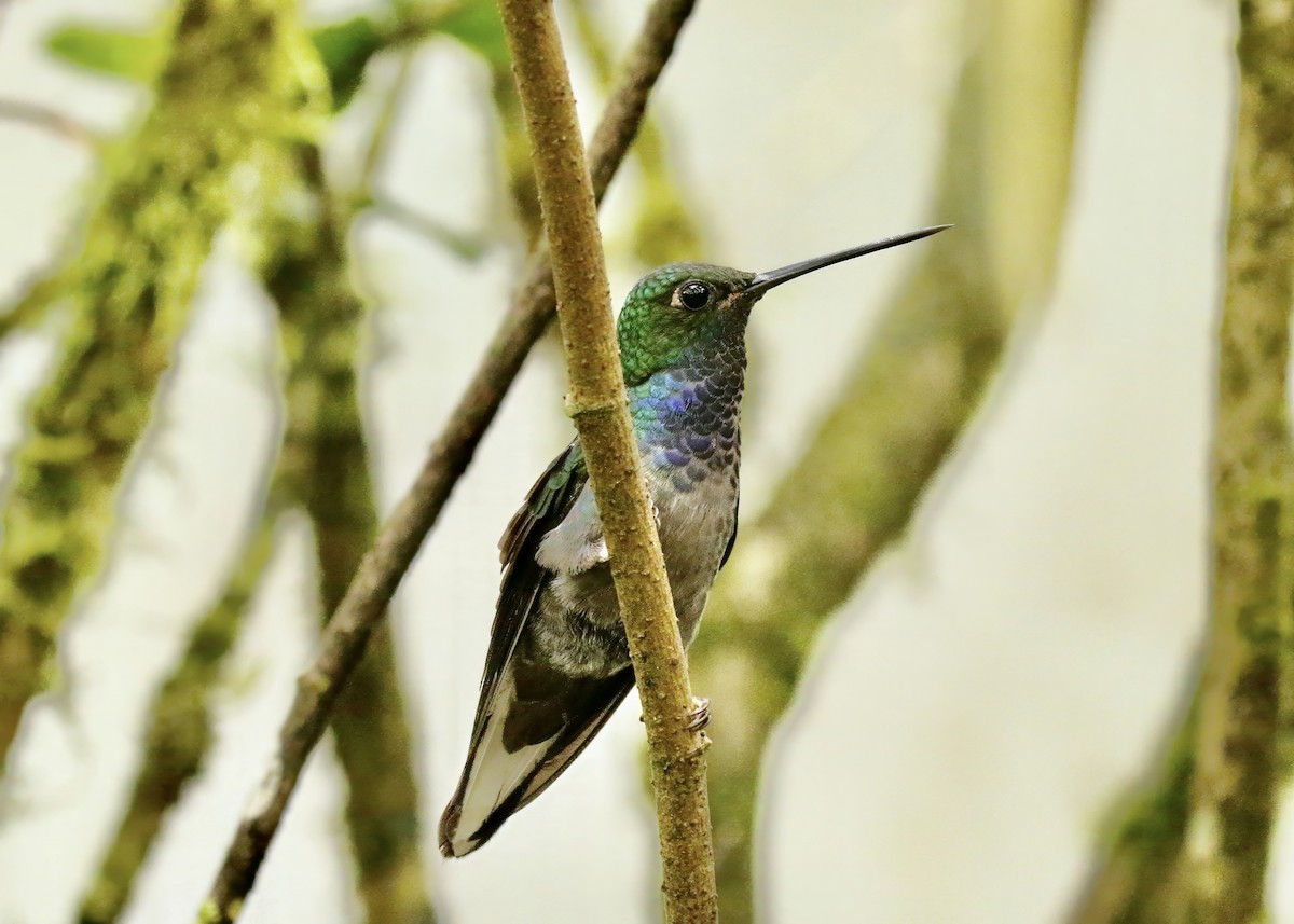 Colibri à queue blanche - ML617625958