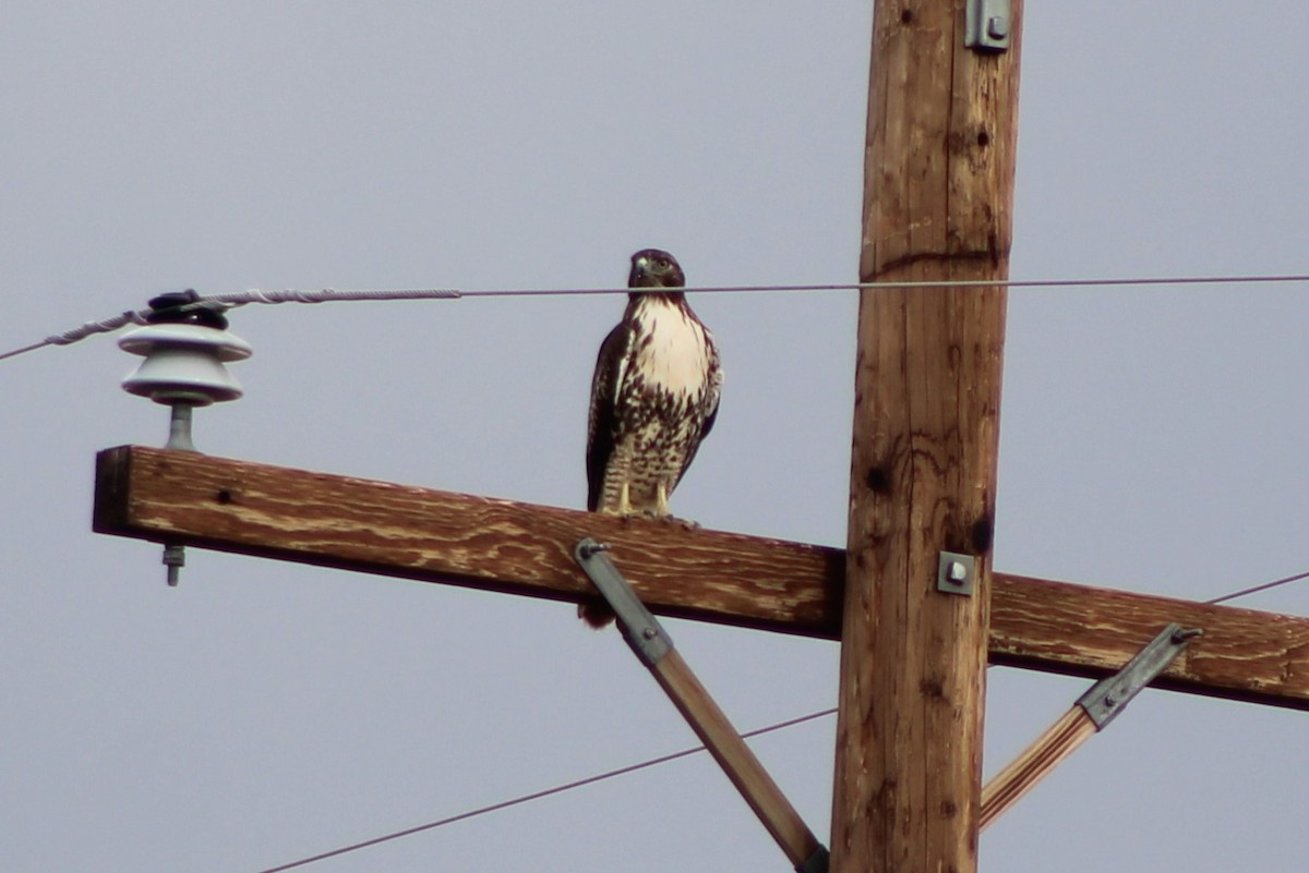 Red-tailed Hawk (calurus/alascensis) - ML617625962