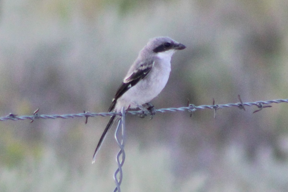 Loggerhead Shrike - ML617625968