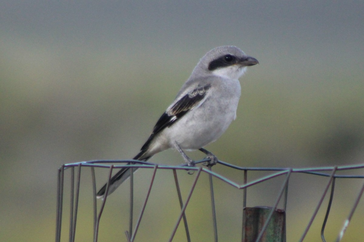 Loggerhead Shrike - ML617625969