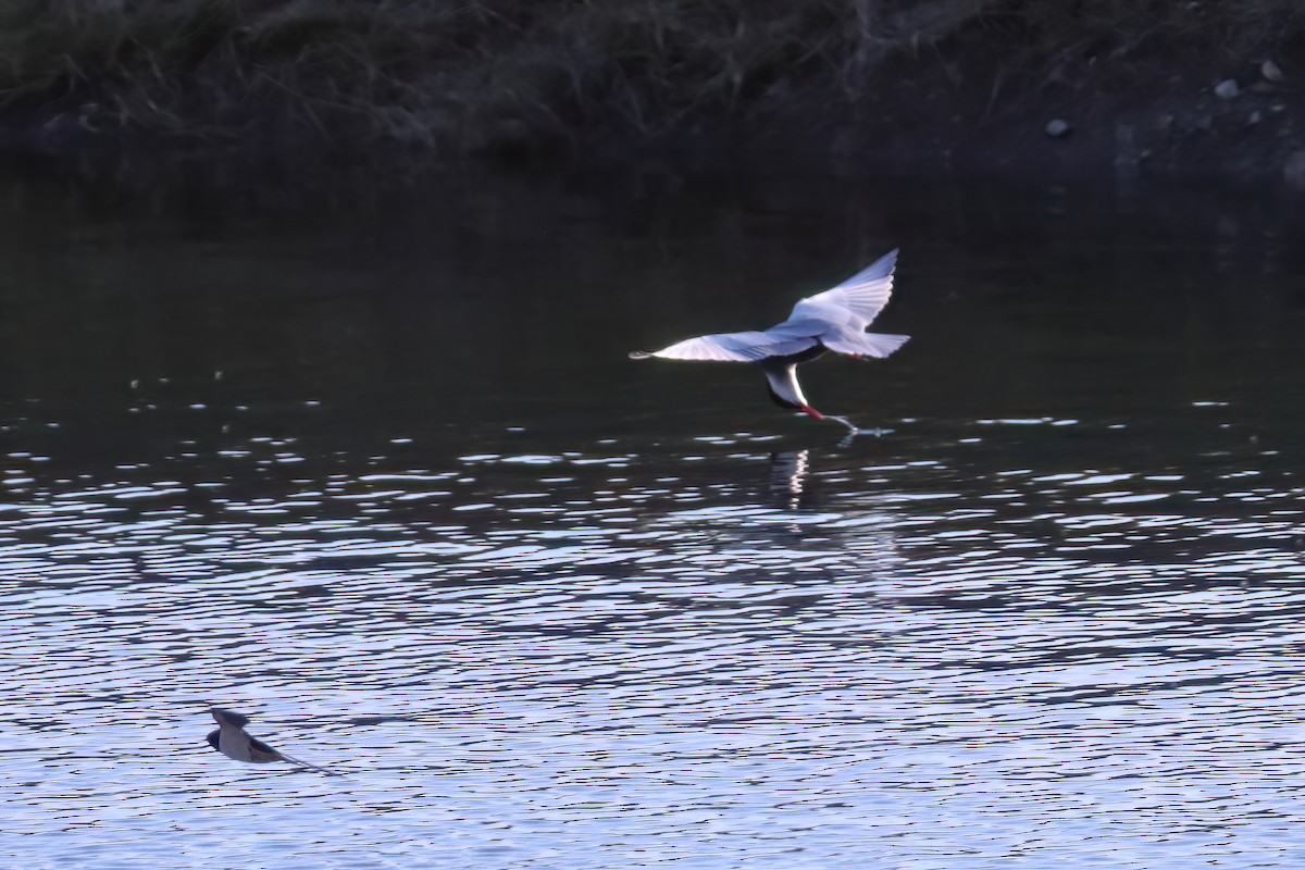 Whiskered Tern - ML617625972