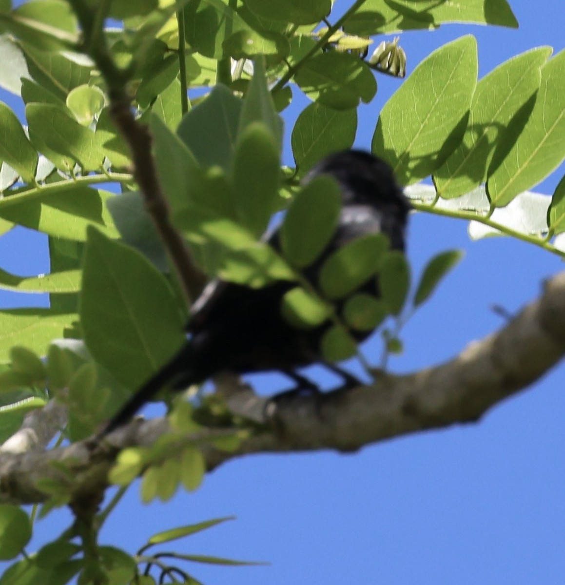 Blue-black Grassquit - ML617625981