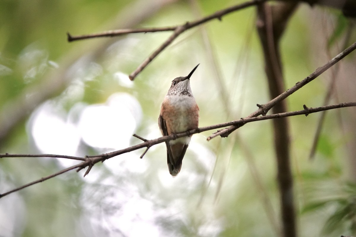 Broad-tailed Hummingbird - ML617625984