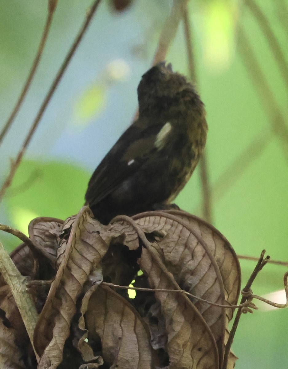 Variable Seedeater - ML617626010