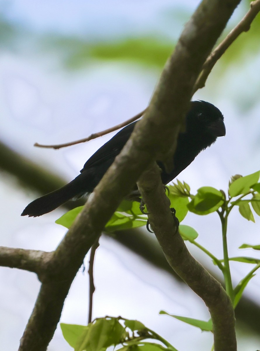 Variable Seedeater - ML617626011