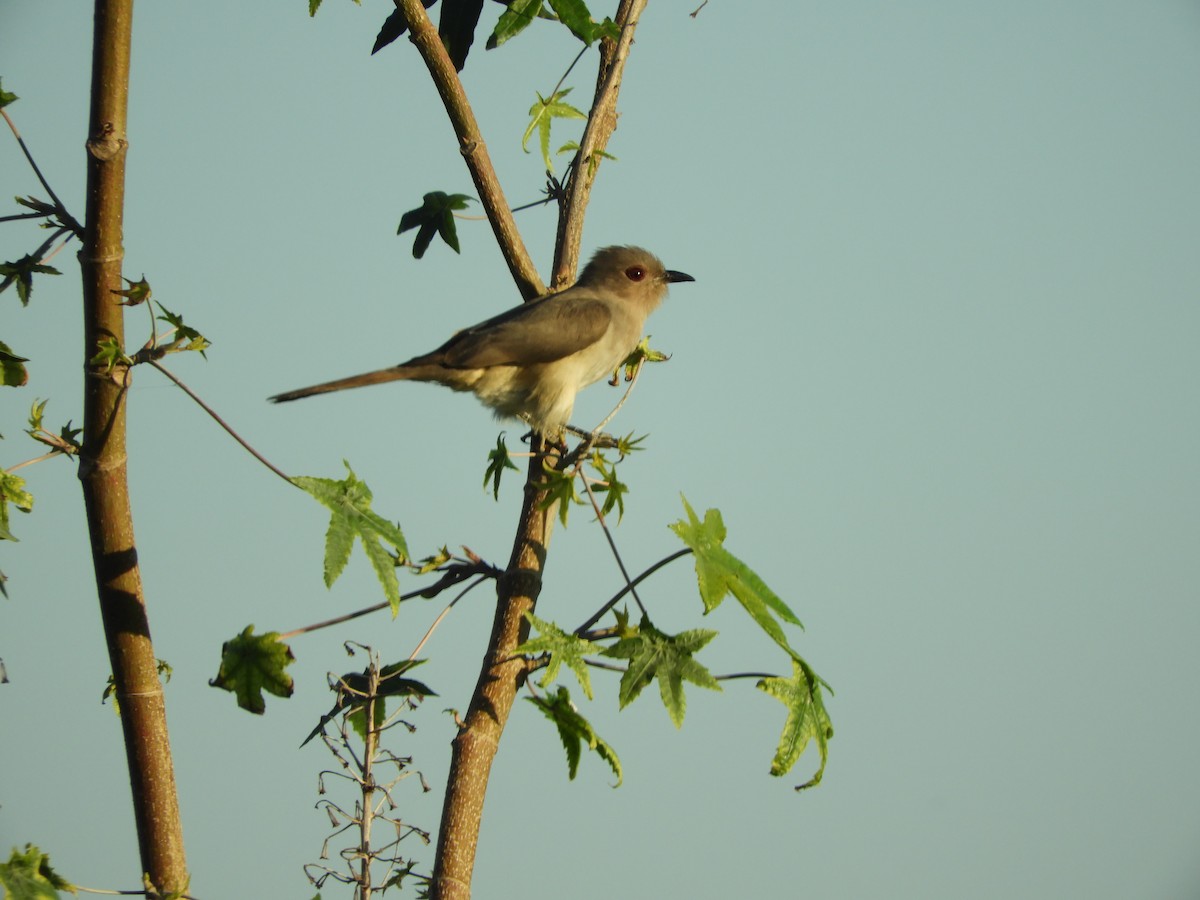 Ash-colored Cuckoo - Pablo Mealla