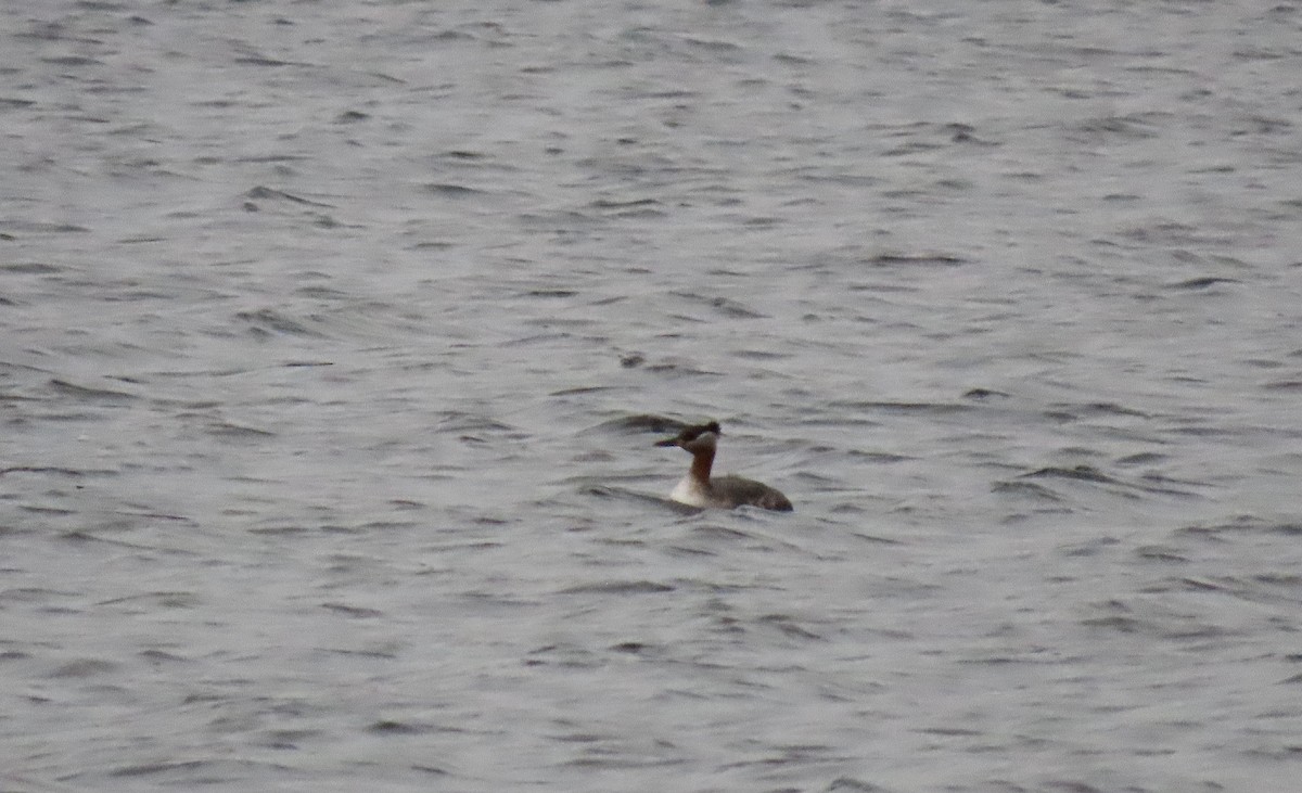 Red-necked Grebe - ML617626032