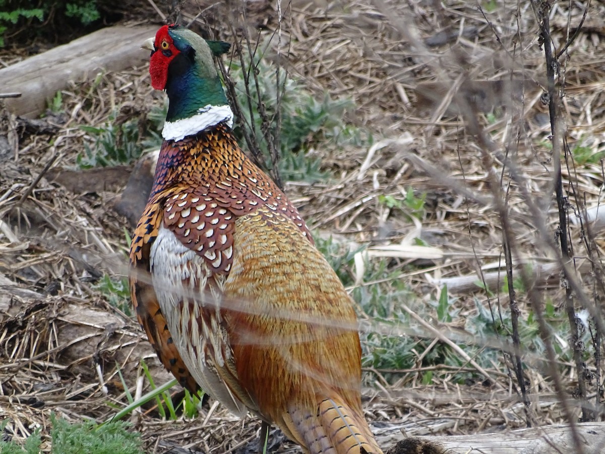 Ring-necked Pheasant - Jim Walton