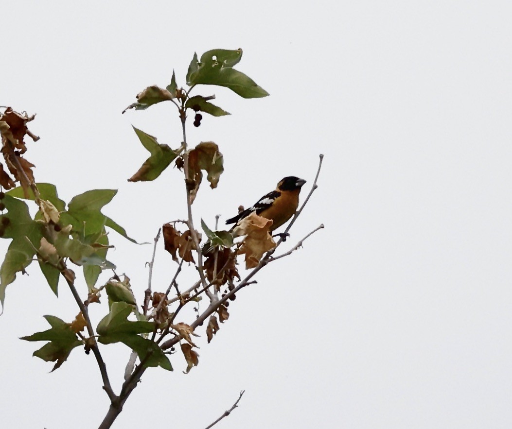 Black-headed Grosbeak - ML617626044