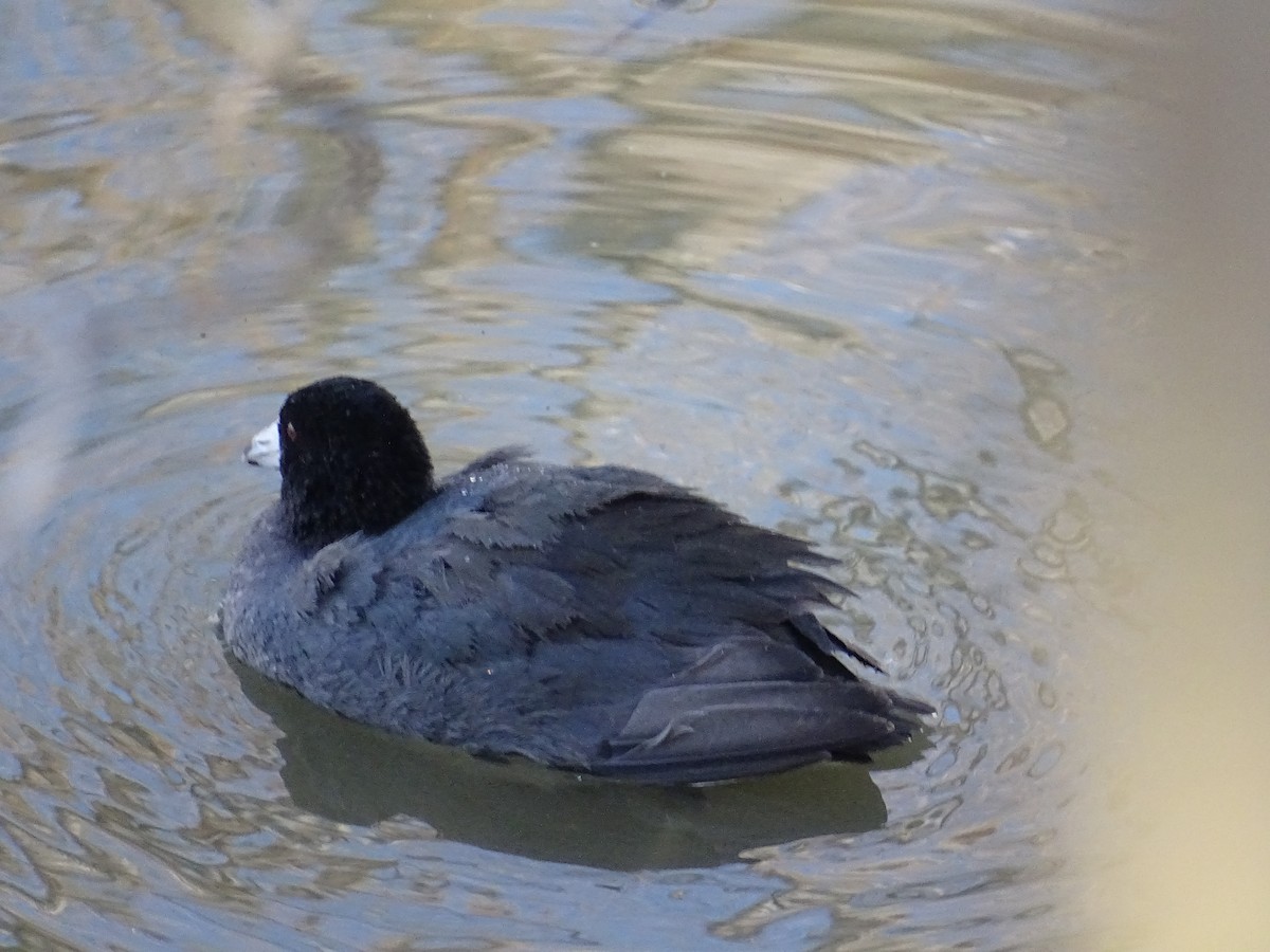 American Coot - ML617626045