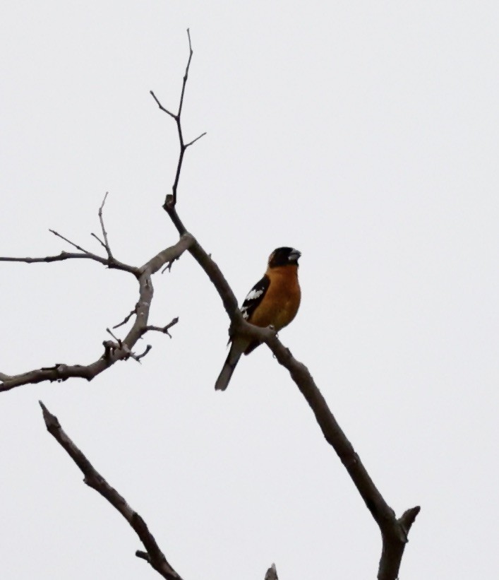 Black-headed Grosbeak - ML617626051