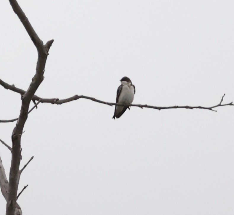 Tree Swallow - ML617626069