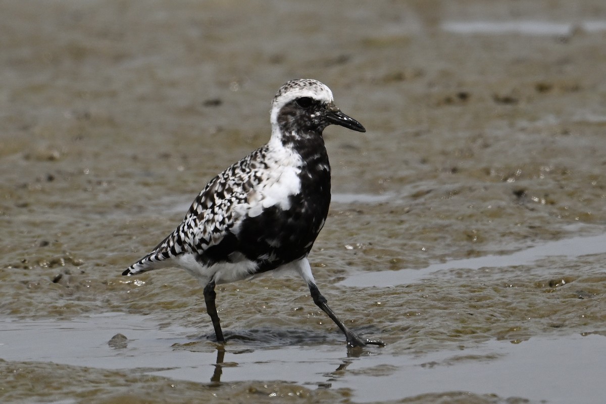 Black-bellied Plover - ML617626081