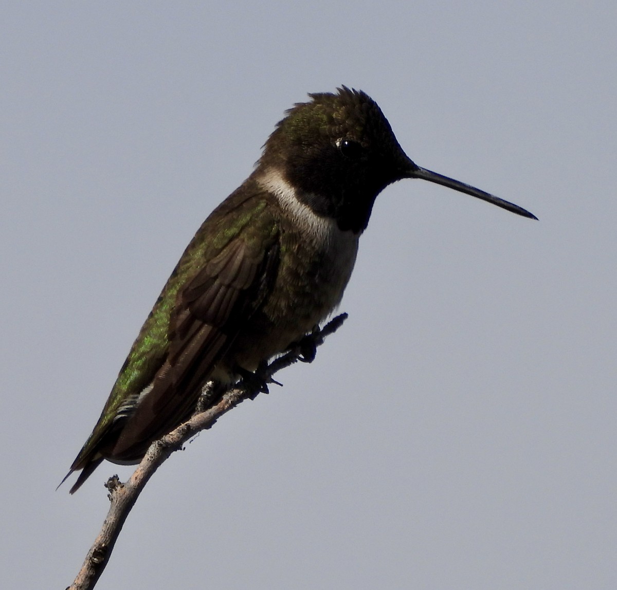 Black-chinned Hummingbird - ML617626087