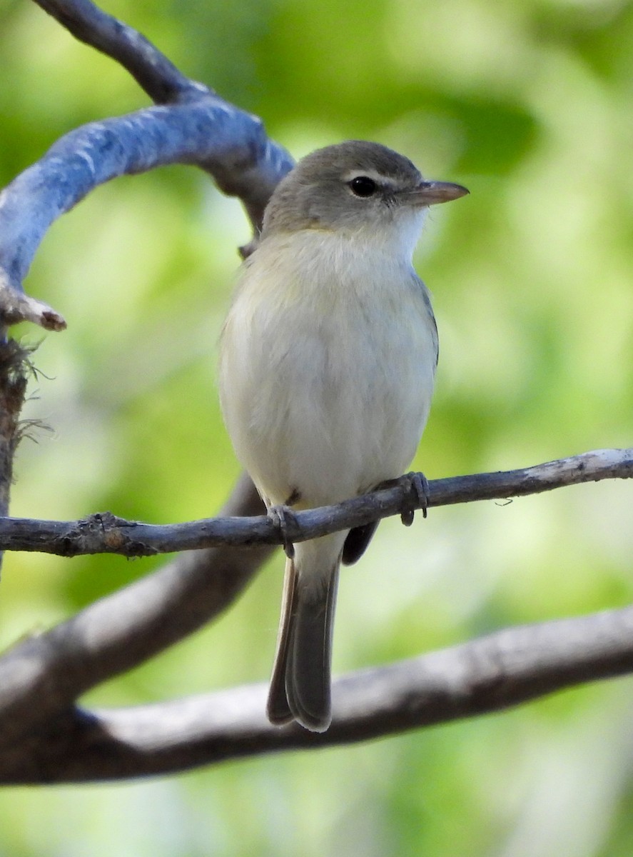 Bell's Vireo - ML617626106