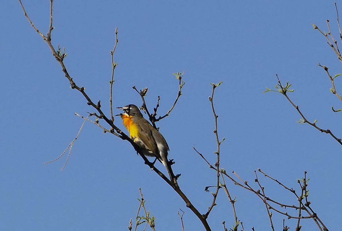 Yellow-breasted Chat - Jon (JC) Curd