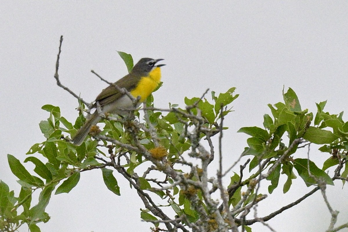 Yellow-breasted Chat - ML617626124