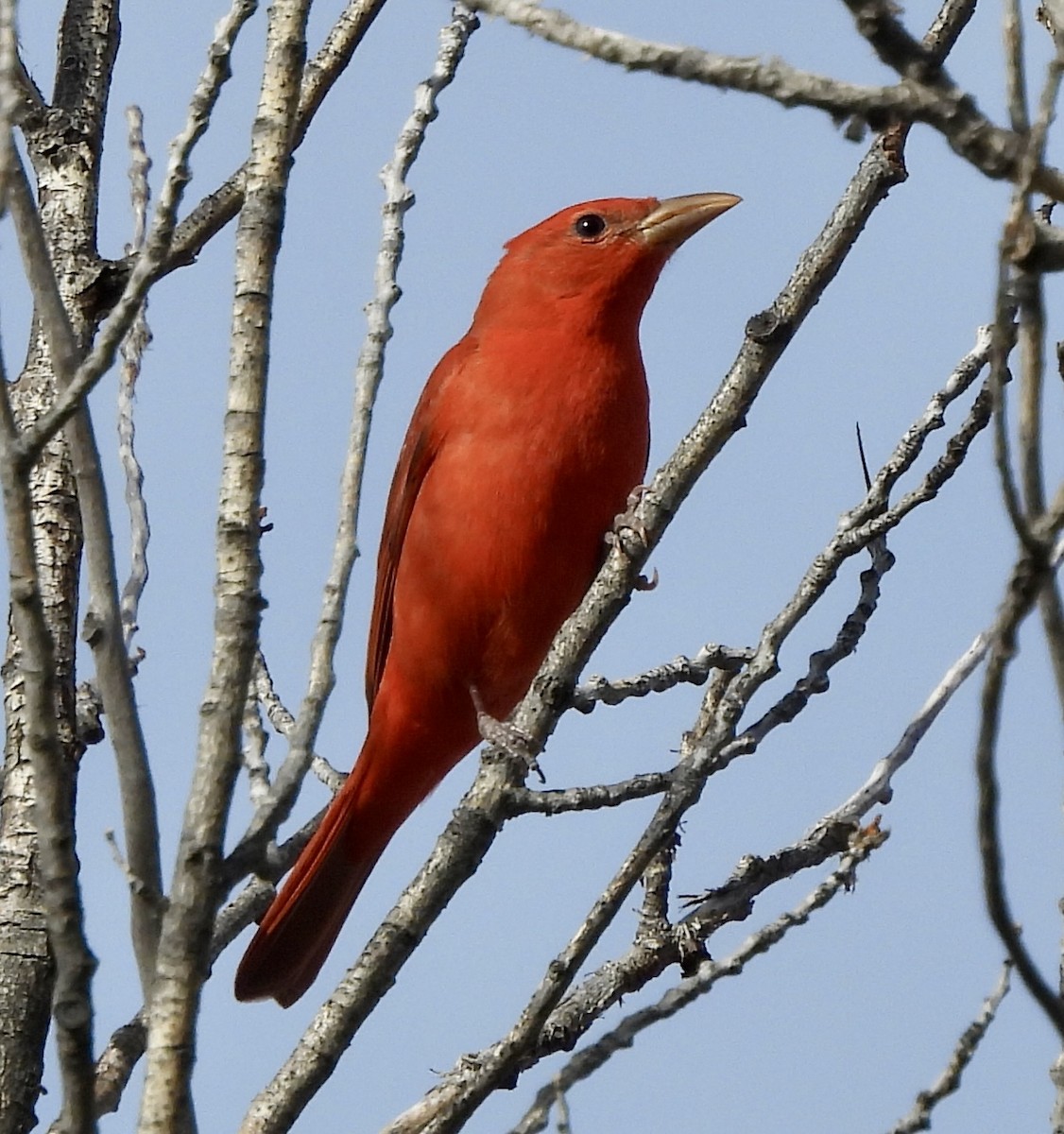 Summer Tanager - ML617626130