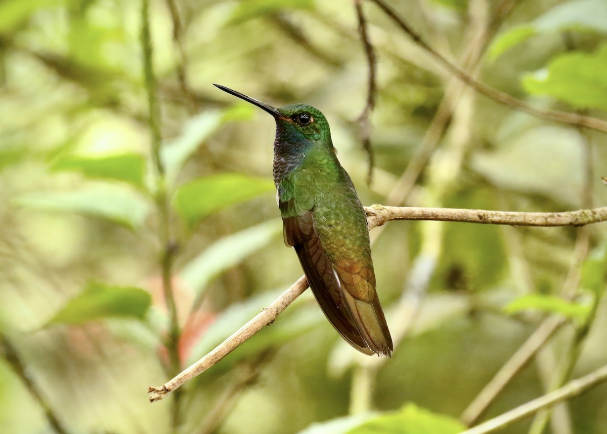 Colibri à queue blanche - ML617626139