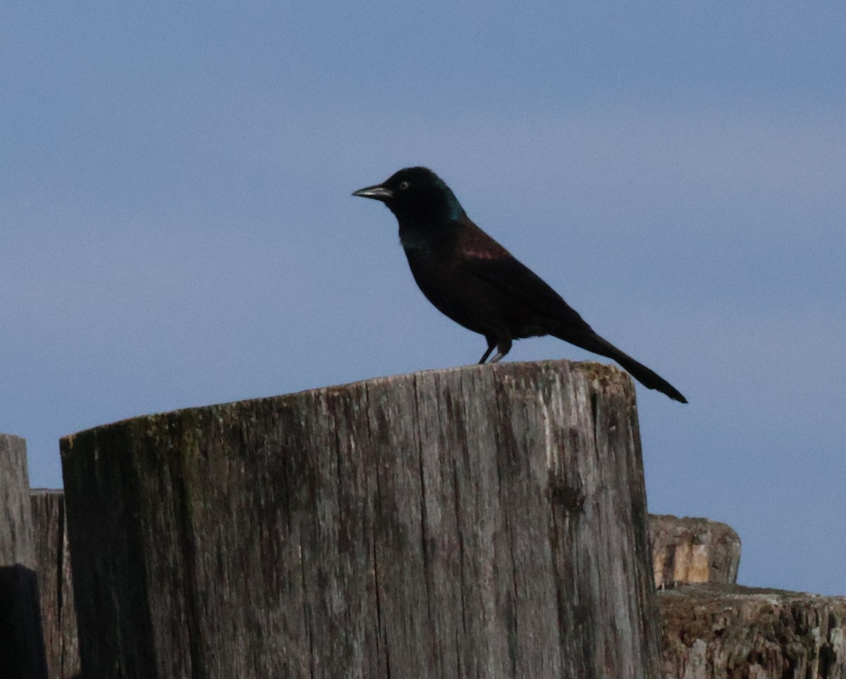 Common Grackle - ML617626141