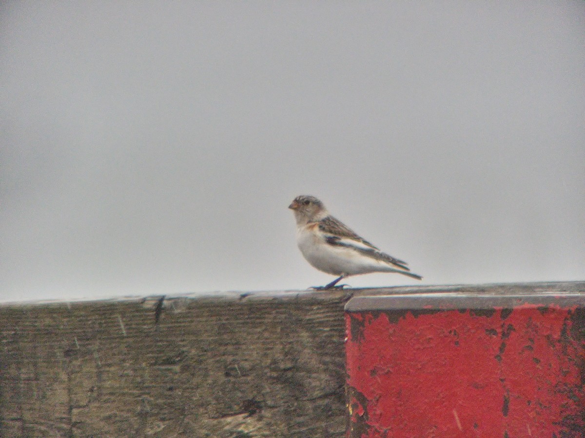 Snow Bunting - ML617626148