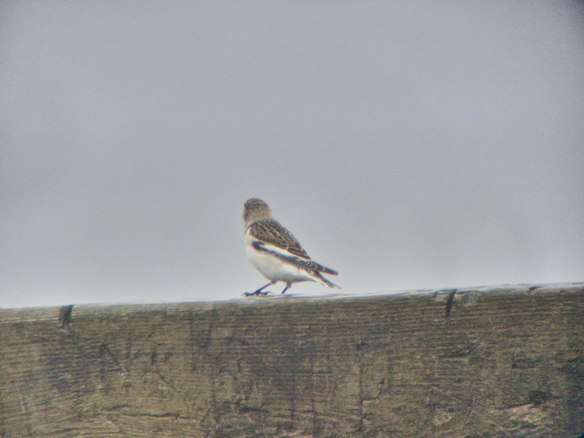 Snow Bunting - ML617626151