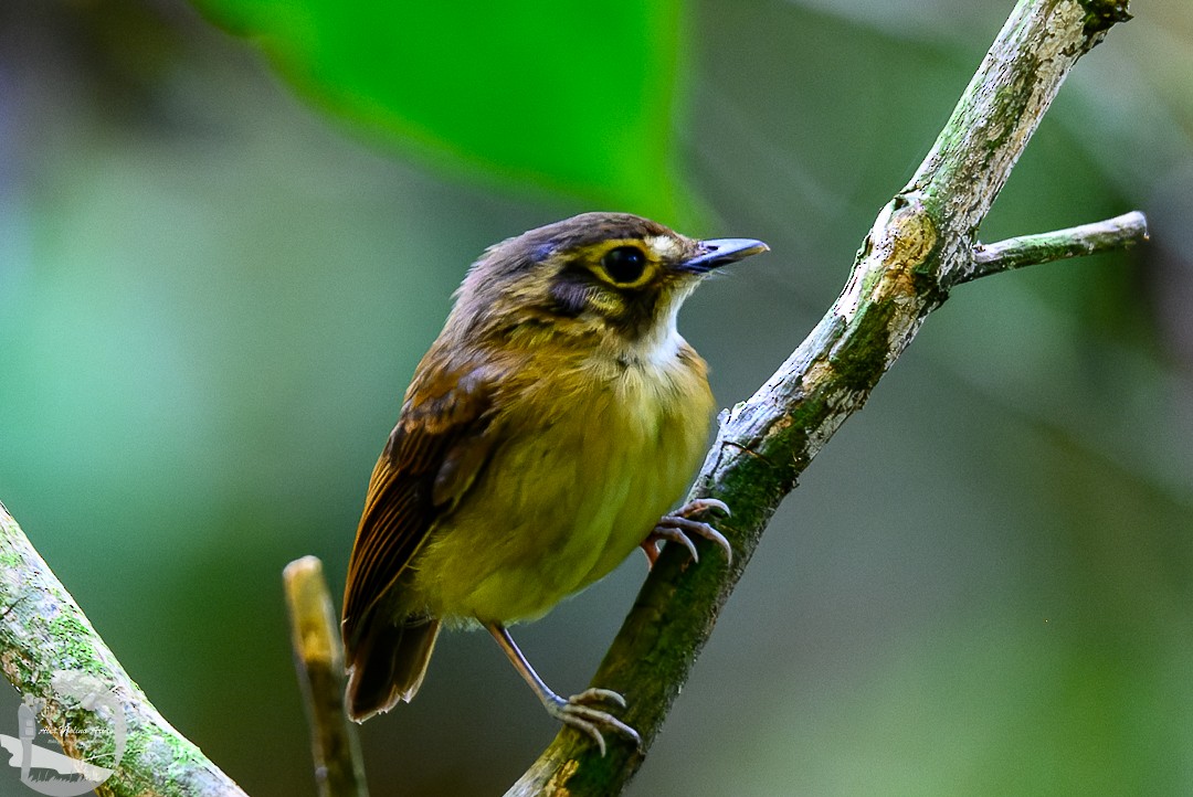 White-throated Spadebill - Alex Molina