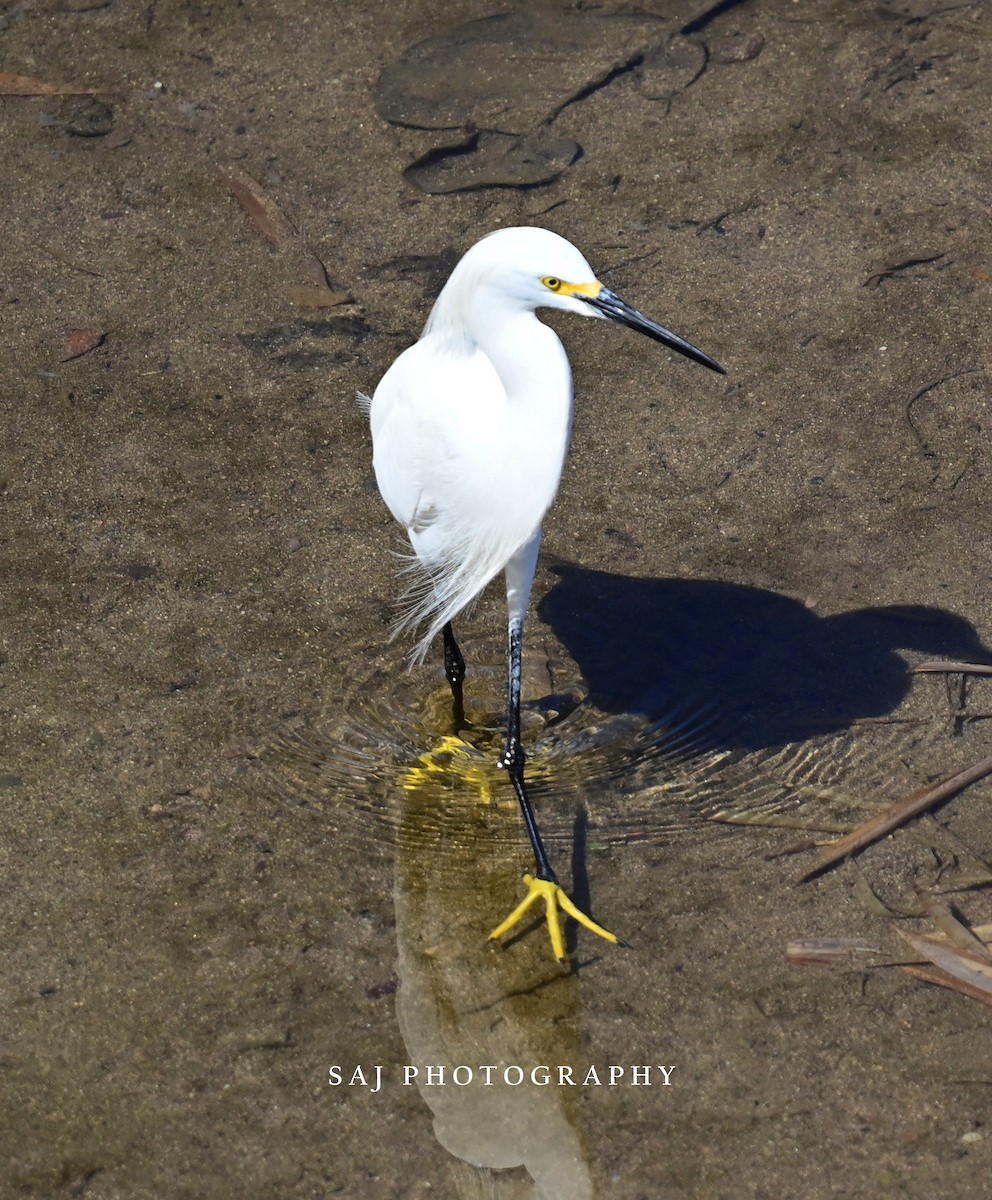 Snowy Egret - ML617626207