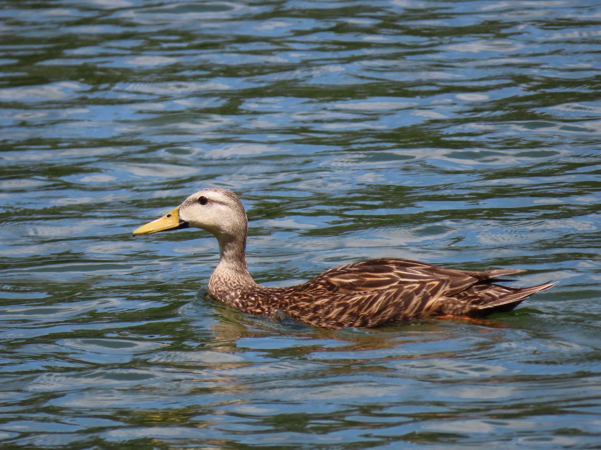 Mottled Duck - ML617626214