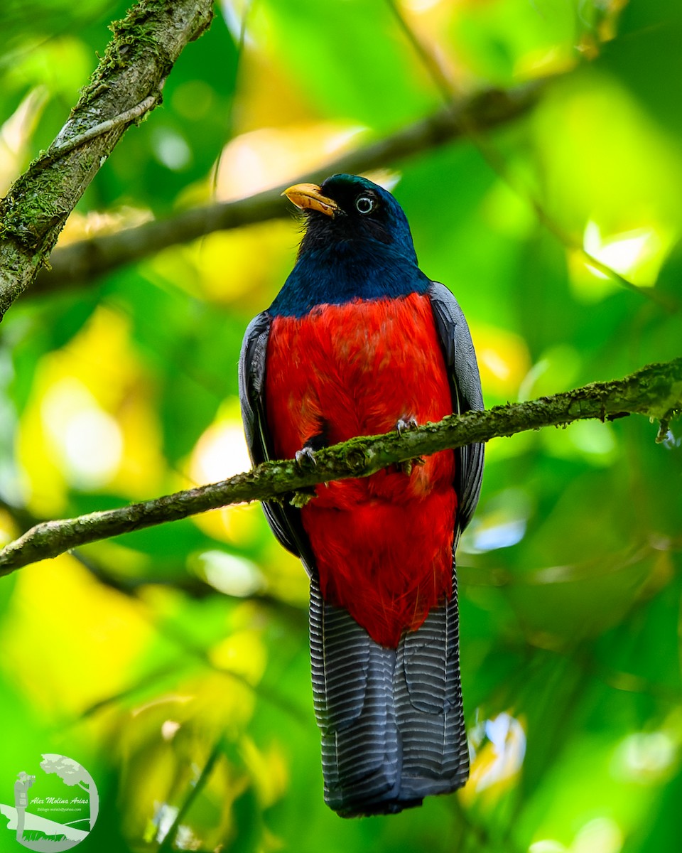 Lattice-tailed Trogon - ML617626267