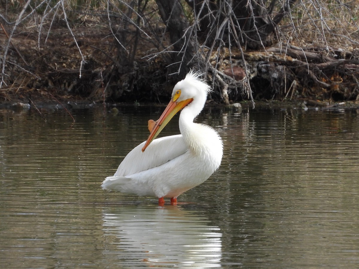 American White Pelican - ML617626296