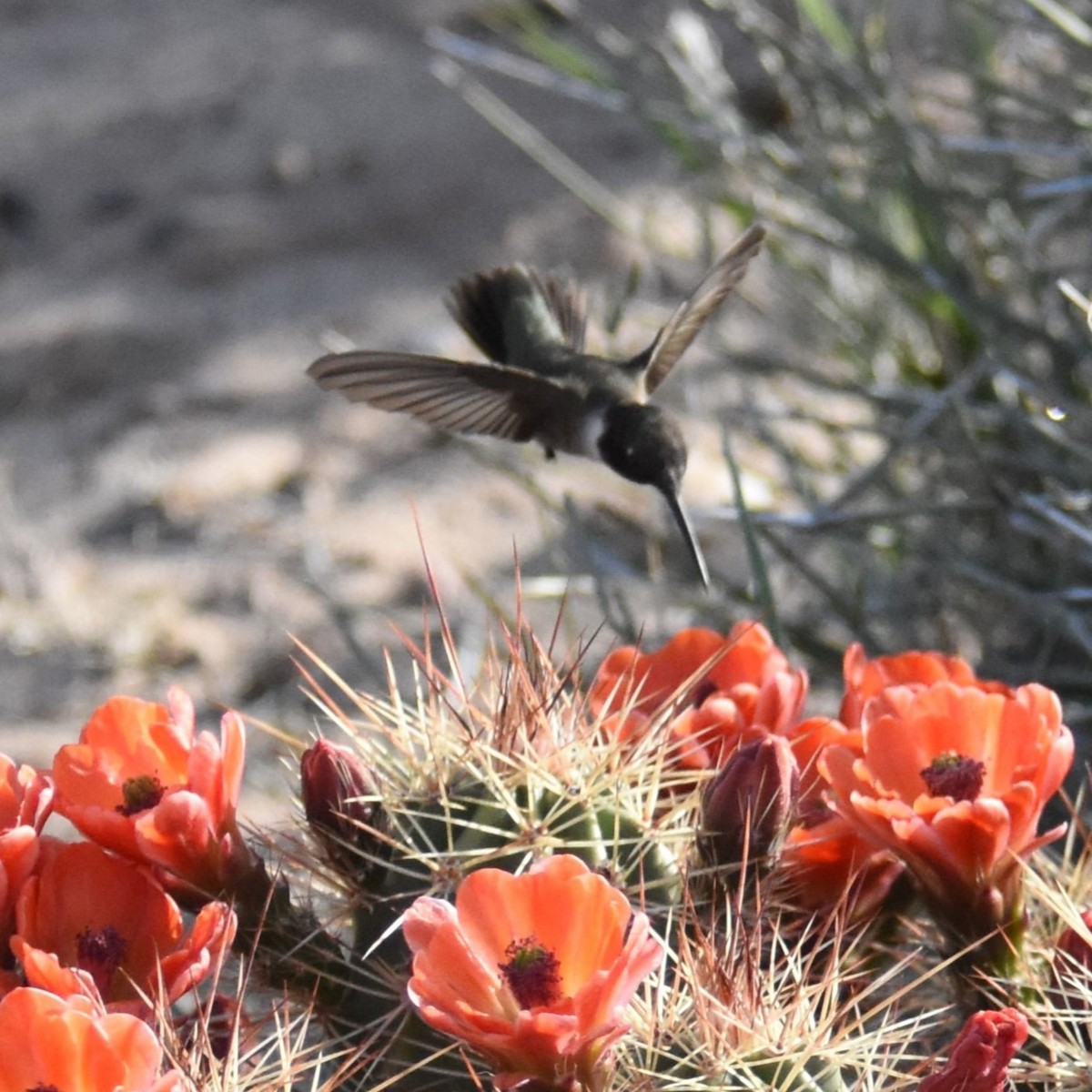 Black-chinned Hummingbird - ML617626408