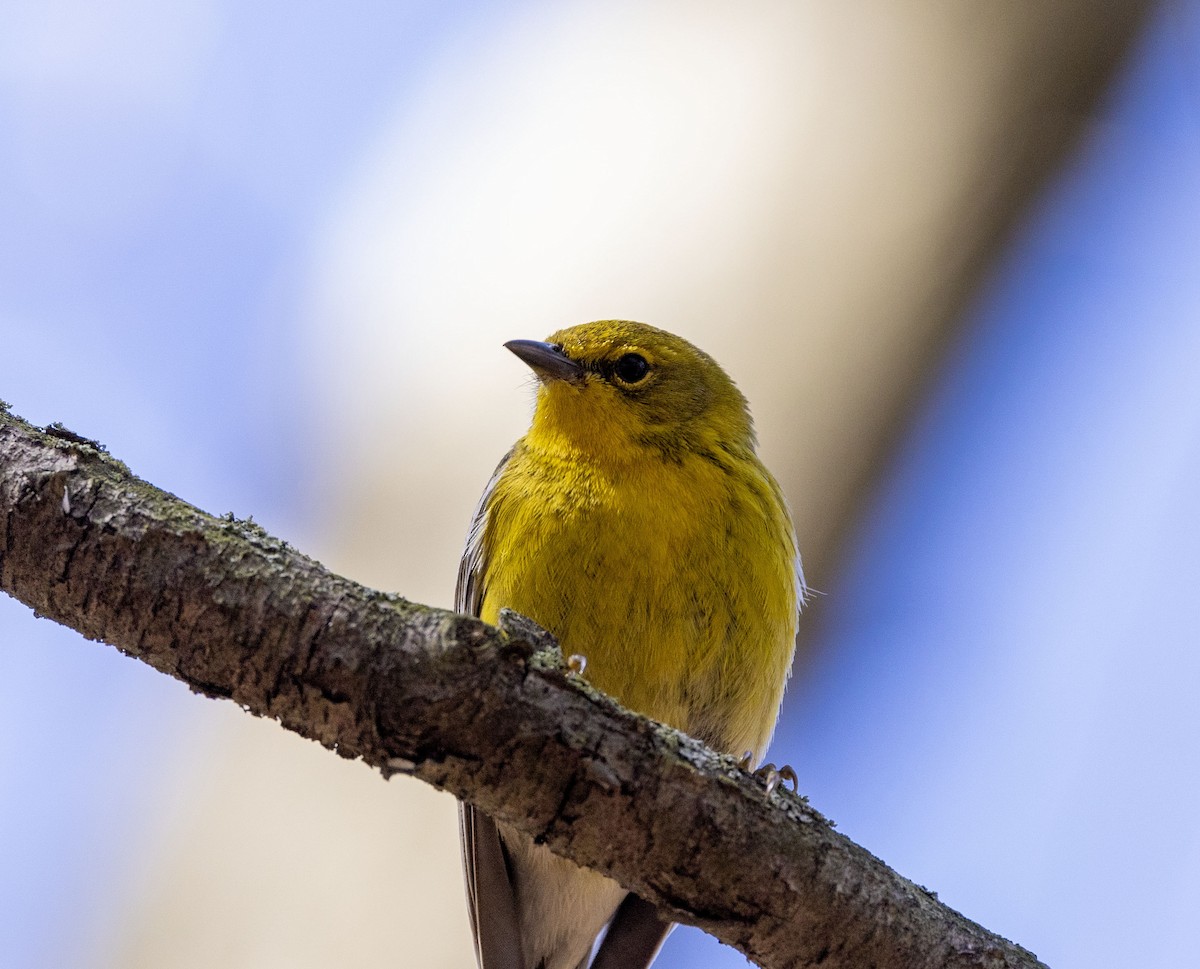 Pine Warbler - ML617626433