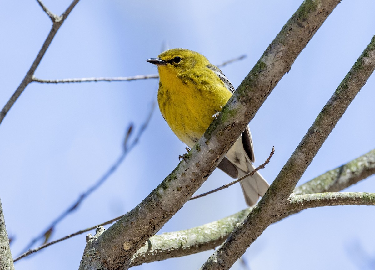 Pine Warbler - ML617626434
