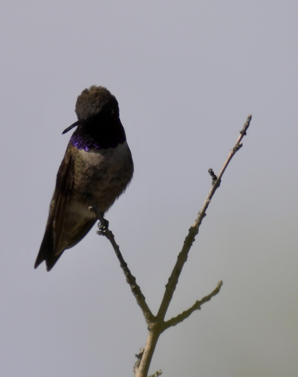 Black-chinned Hummingbird - Paul Strode