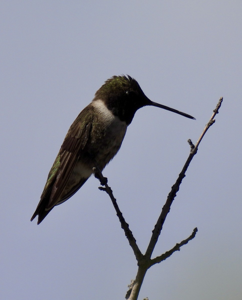 Colibrí Gorjinegro - ML617626464