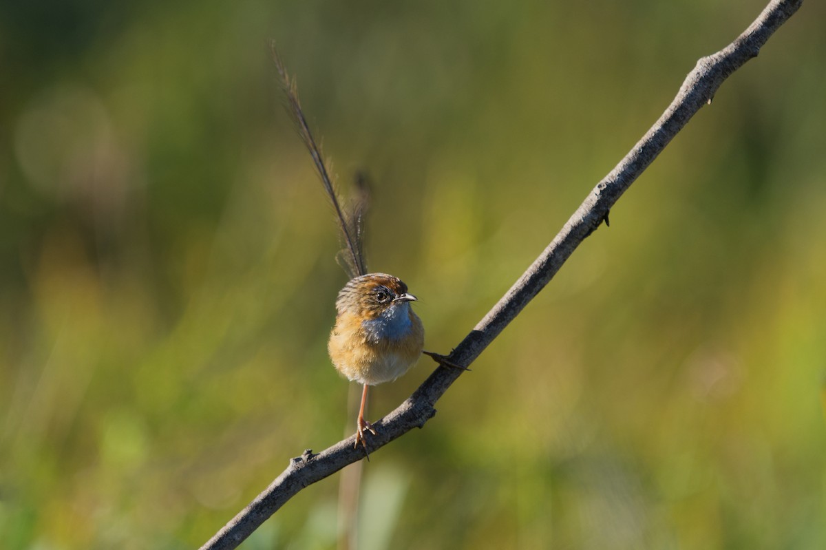 Southern Emuwren - ML617626476