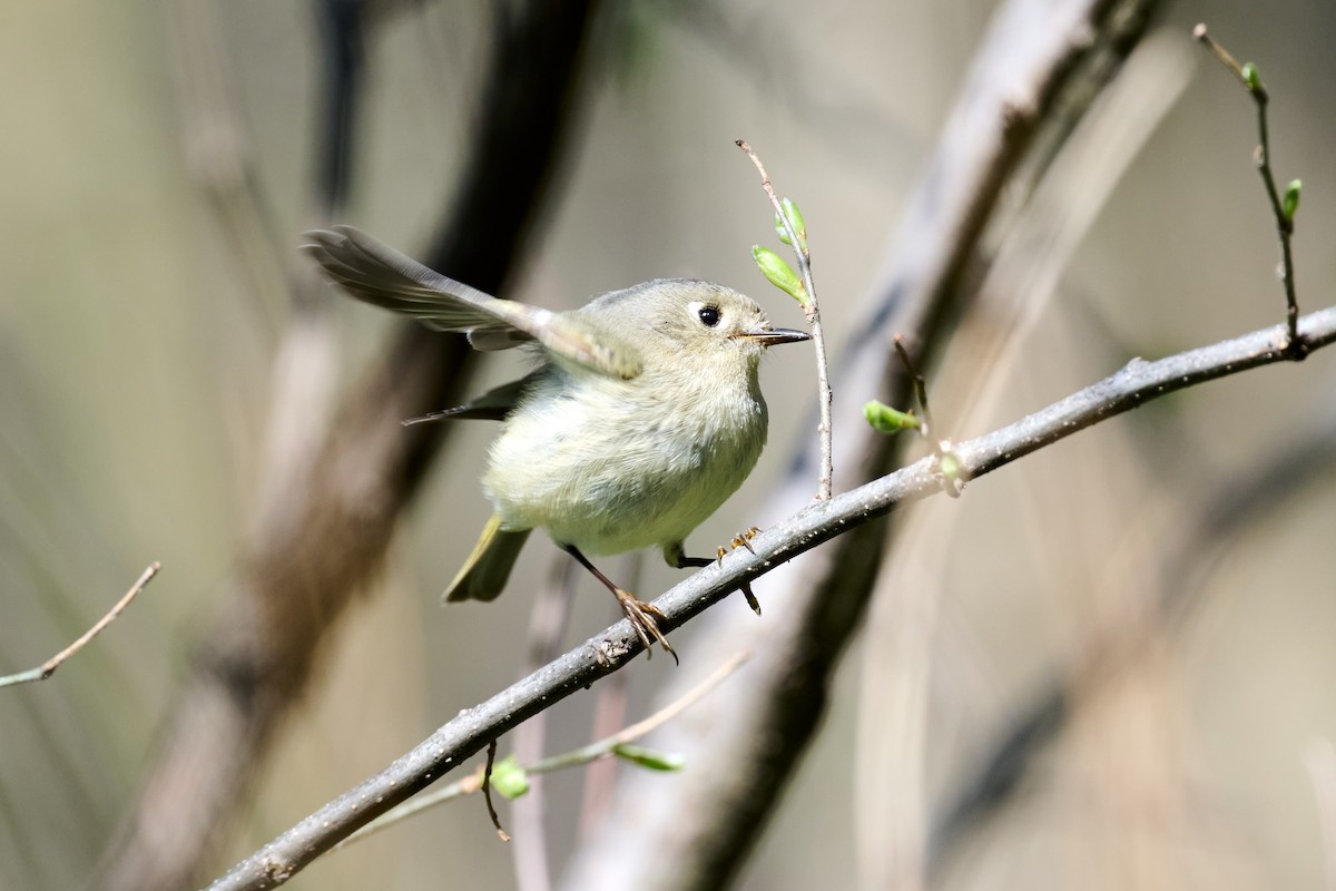 Ruby-crowned Kinglet - ML617626478