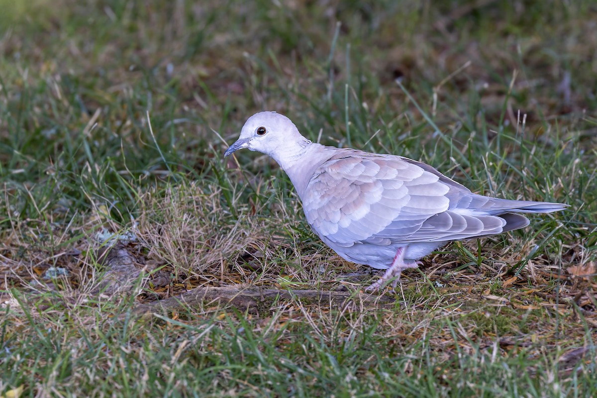 African Collared-Dove - ML617626480